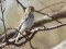 Carduelis flavirostris