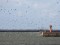 Phalacrocorax carbo