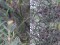 Phylloscopus fuscatus