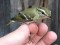 Phylloscopus inornatus