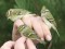Phylloscopus proregulus inornatus