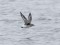 Grey Plover (Pluvialis squatarola) Mersrags, 11-Nov-2014. © Girts Zembergs Pluvialis squatarola