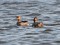 Podiceps nigricollis