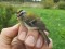 Regulus ignicapilla