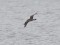 Parasitic Jaeger (Stercorarius parasiticus) Mangalsala pier, Riga, 06-Jul-2014. © Igors Denisovs