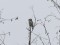 Hawk Owl (Surnia ulula) Rampa bog, Adazi county, 26-Nov-2014. © Ieva Mardega Surnia ulula