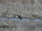 Tringa ochropus