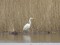 Ardea alba