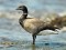 Dark-bellied Brent Goose (Branta bernicla) Mangalsala pier, Riga, 04-Jul-2014. © Igors Denisovs