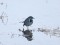 Motacilla alba