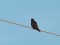 Falco vespertinus