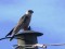 Falco vespertinus