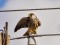 Falco vespertinus