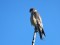 Falco vespertinus