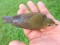 Tarsiger cyanurus
