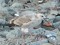 Larus cachinnans