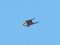 Falco peregrinus