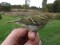 Phylloscopus inornatus