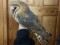 Tyto alba