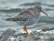 Calidris maritima