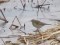 Anthus spinoletta