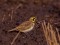 Eremophila alpestris