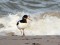 Haematopus ostralegus