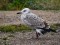 Larus cachinnans