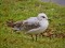 Larus melanocephalus