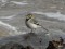 Motacilla alba