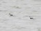 Podiceps auritus