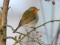 Erithacus rubecula