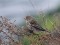Carduelis flavirostris