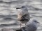 Larus cachinnans