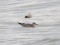 Larus fuscus