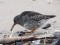 Calidris maritima