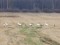 Anser Branta sp