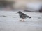 Calidris maritima