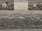 Anser brachyrhynchus