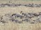 Anser brachyrhynchus