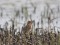 Anthus cervinus