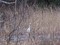 Ardea alba