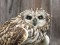 Short-eared Owl (Asio flammeus) Jurmalciems, Nica county, 05-Apr-2015. © Peteris Daknis Asio flammeus