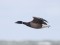 Branta bernicla