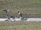 Branta canadensis