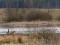Branta canadensis