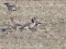 Canada Goose (Branta canadensis) Svete river floodplain fields, Jelgava county, 16-Apr-2015. © Karlis Millers Branta canadensis