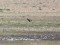 Branta ruficollis
