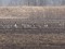 Branta ruficollis
