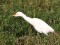 Bubulcus ibis